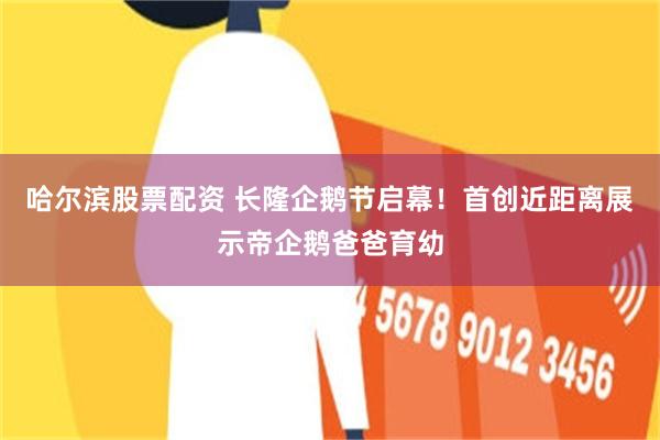 哈尔滨股票配资 长隆企鹅节启幕！首创近距离展示帝企鹅爸爸育幼
