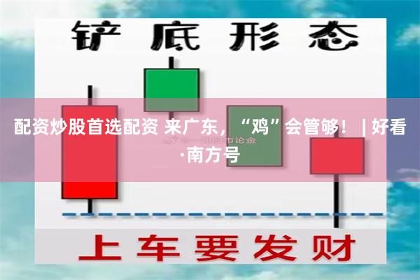 配资炒股首选配资 来广东，“鸡”会管够！ | 好看·南方号