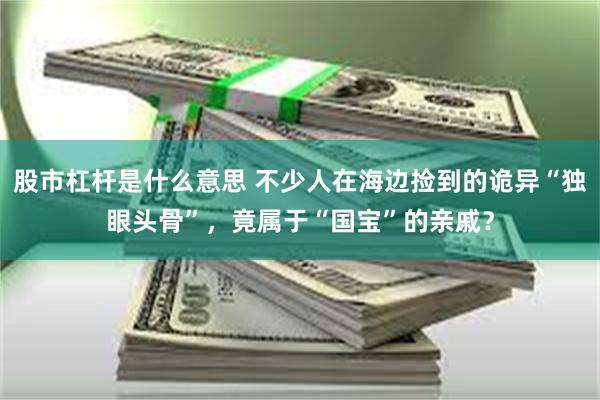股市杠杆是什么意思 不少人在海边捡到的诡异“独眼头骨”，竟属于“国宝”的亲戚？